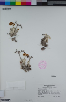 Eriogonum crocatum image