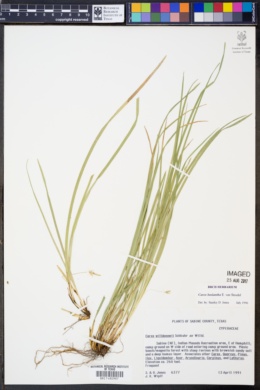 Image of Carex basiantha