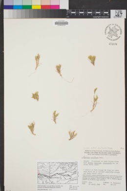 Festuca octoflora image