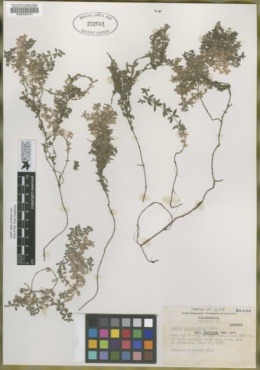 Galium californicum subsp. luciense image