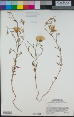 Clarkia speciosa subsp. immaculata image