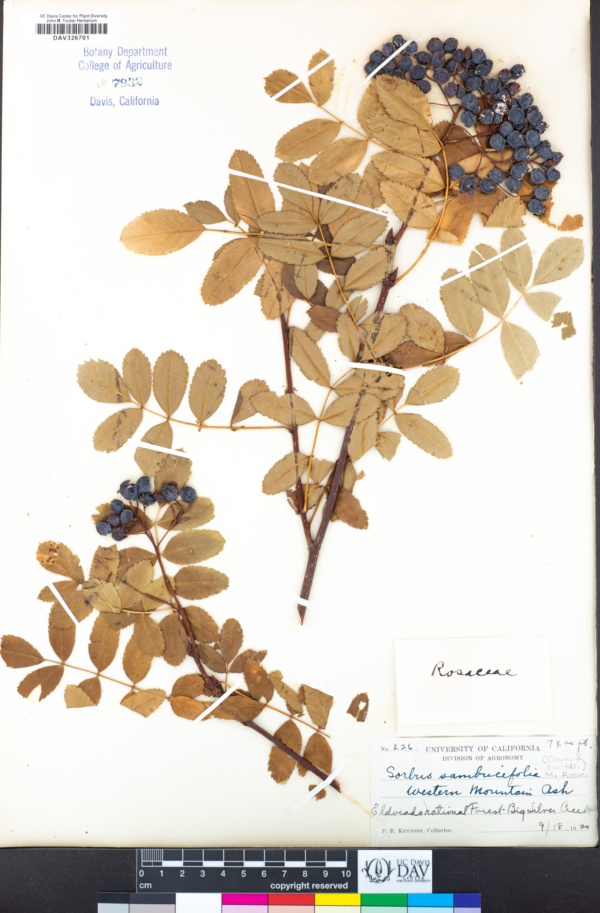 Sorbus sambucifolia image