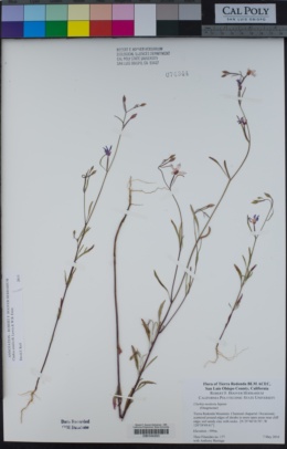 Clarkia similis image