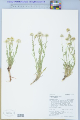 Erigeron pumilus subsp. pumilus image