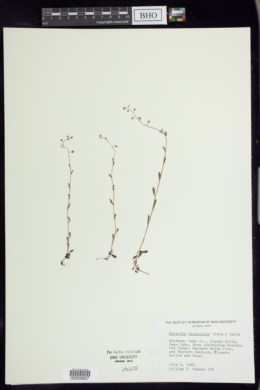 Myosotis versicolor image