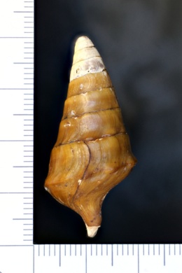 Pleurocera nobilis image