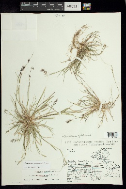 Cathestecum prostratum image