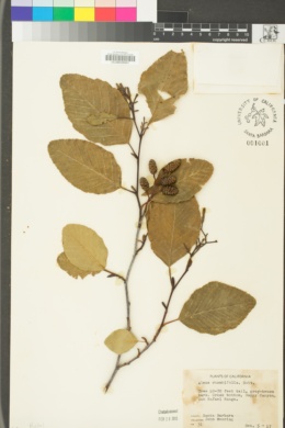 Alnus rhombifolia image