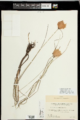 Eriophorum russeolum subsp. russeolum image