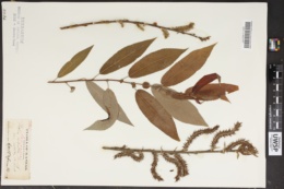 Image of Salix crassijulis