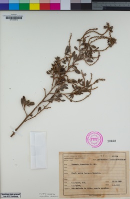 Image of Krameria tomentosa