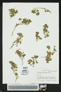 Mabrya acerifolia image