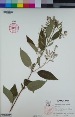 Image of Scutellaria incana