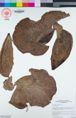 Image of Aristolochia grandiflora