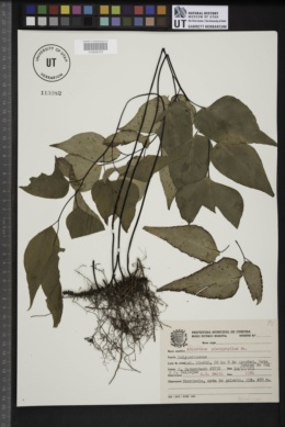 Adiantum platyphyllum image