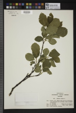 Rhamnus alpina image