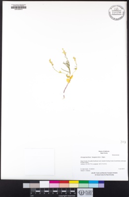 Streptanthus hesperidis image