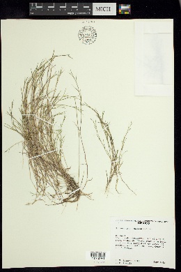 Muhlenbergia vaginata image