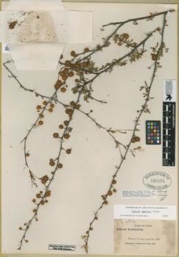 Vachellia farnesiana var. farnesiana image