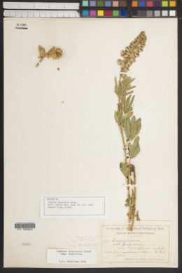 Lupinus maculatus image