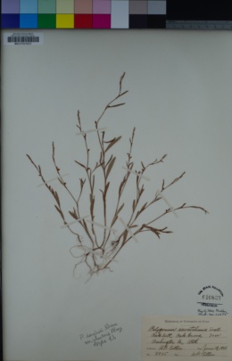 Polygonum sawatchense subsp. sawatchense image