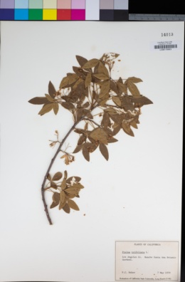 Image of Ptelea trifoliata