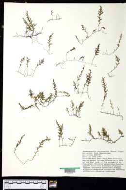 Image of Vandenboschia draytoniana