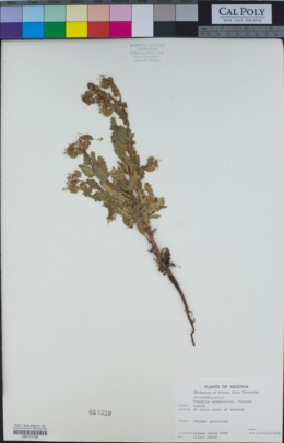 Phacelia neomexicana image