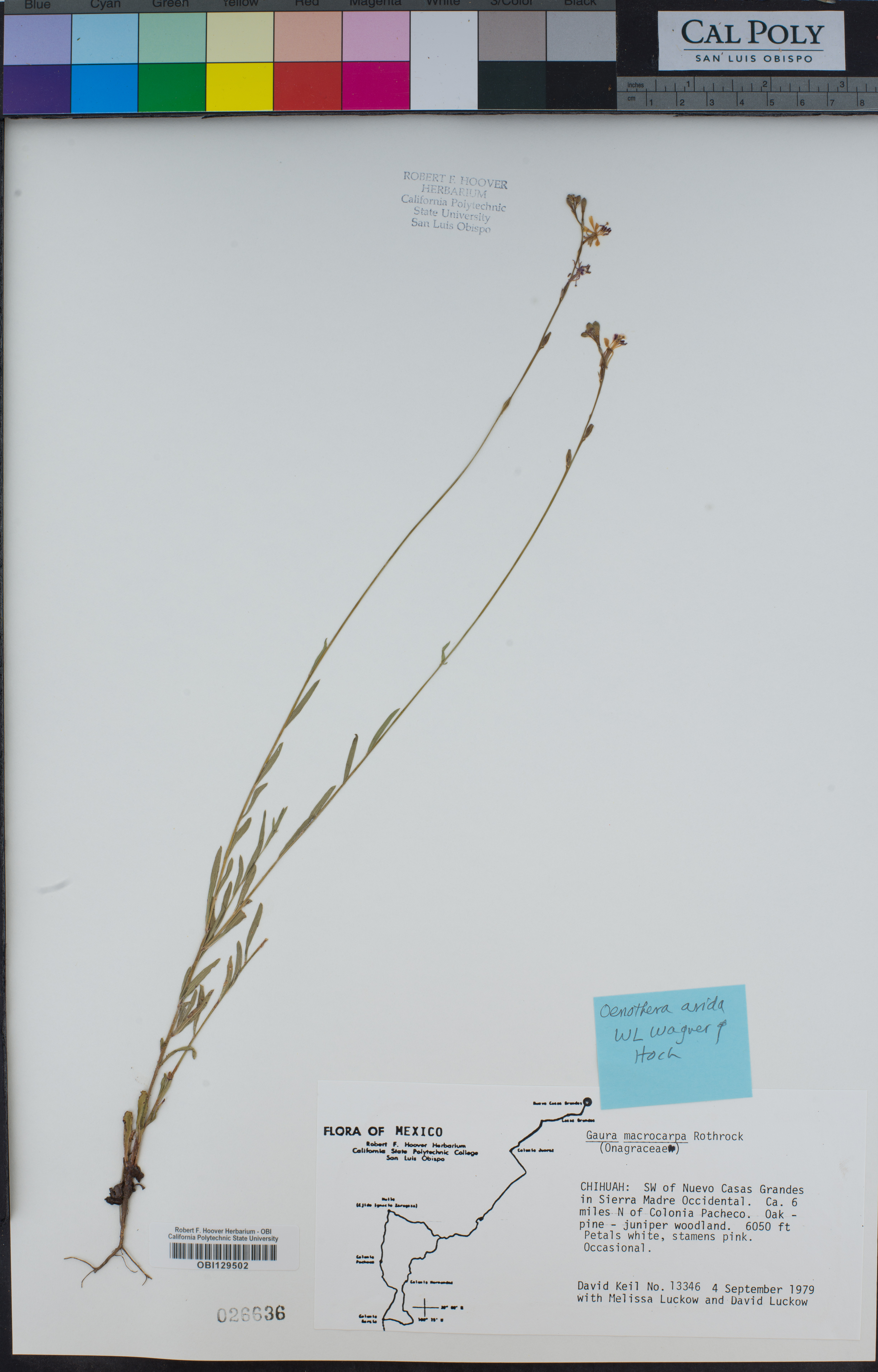 Image of Oenothera arida