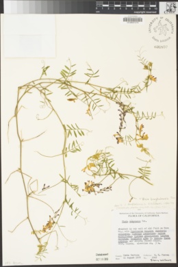 Vicia benghalensis image