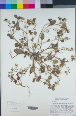 Phacelia longipes image
