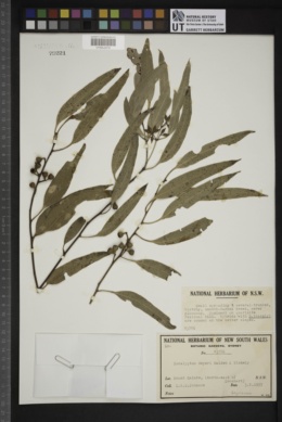 Eucalyptus dwyeri image