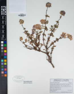 Monardella undulata subsp. arguelloensis image
