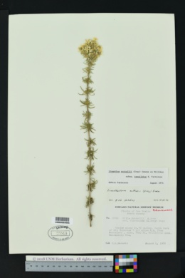 Linanthus nuttallii subsp. tenuilobus image