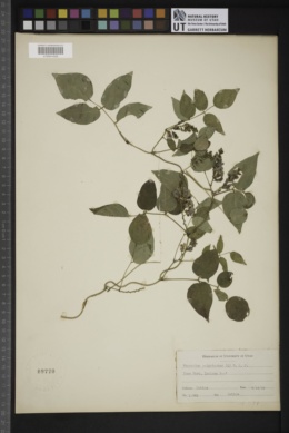 Phaseolus coccineus subsp. polyanthus image