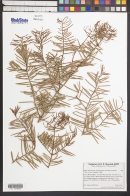 Abies concolor var. lowiana image