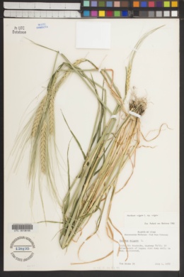 Hordeum vulgare subsp. vulgare image