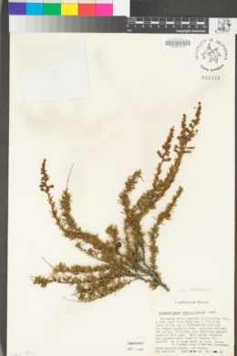 Adenostoma fasciculatum var. fasciculatum image