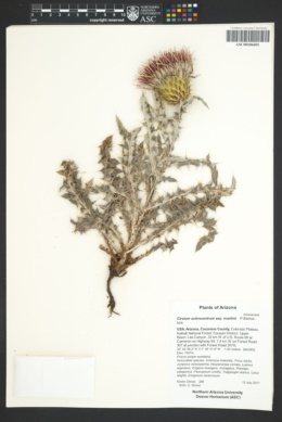 Cirsium ochrocentrum subsp. martinii image