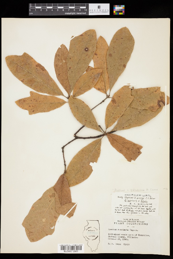 Quercus x palmeriana image