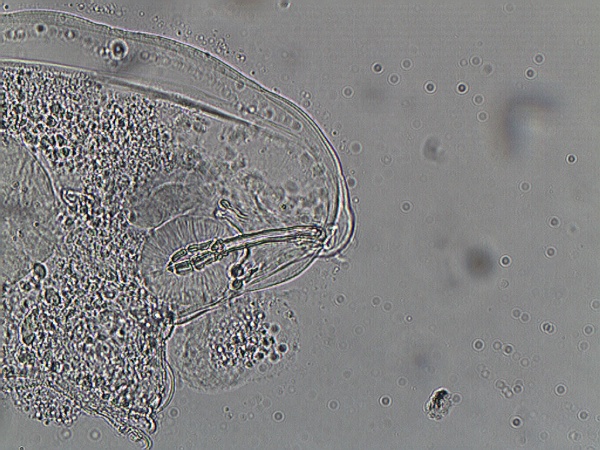 Macrobiotus ovidii image