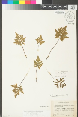 Pentagramma triangularis subsp. triangularis image