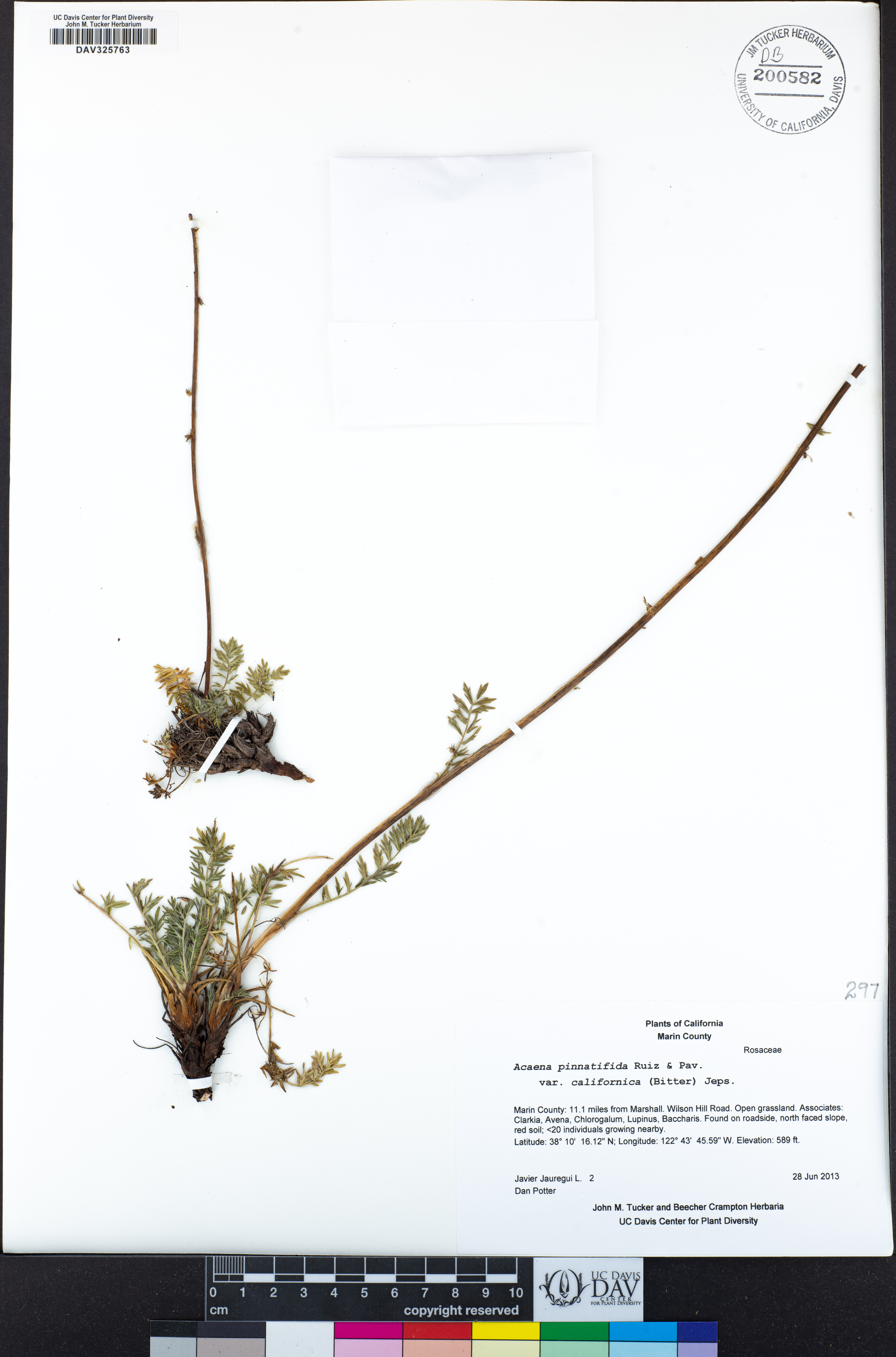 Acaena pinnatifida var. californica image
