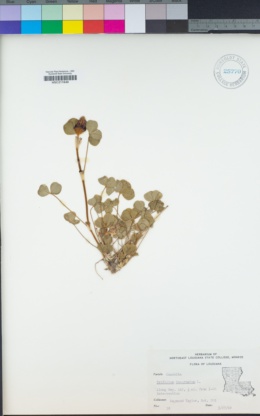 Trifolium incarnatum image