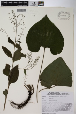 Brunnera macrophylla image