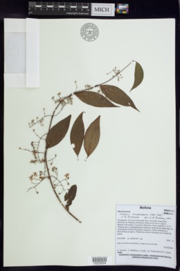 Image of Carolus chlorocarpus