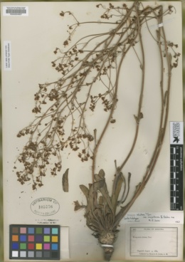 Eriogonum alatum var. mogollense image