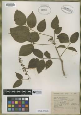 Platymiscium lasiocarpum image