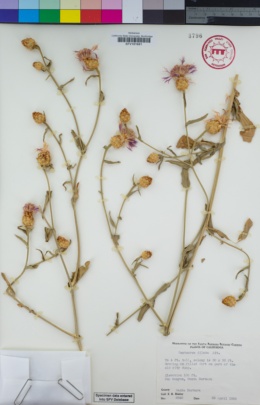 Image of Centaurea diluta