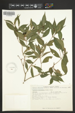 Psychotria veracruzensis image